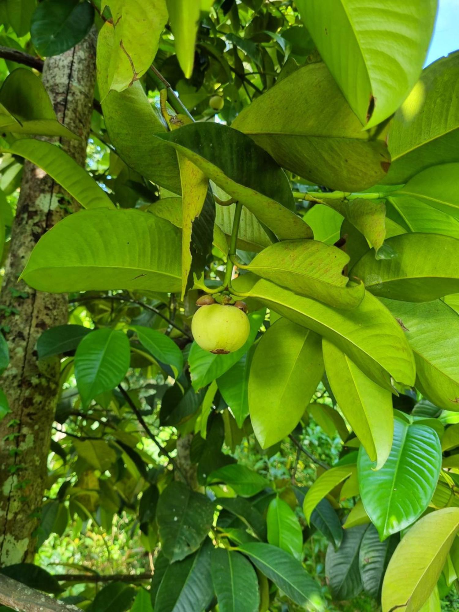 Squirrel'S Nest Ξενοδοχείο Κάντι Εξωτερικό φωτογραφία