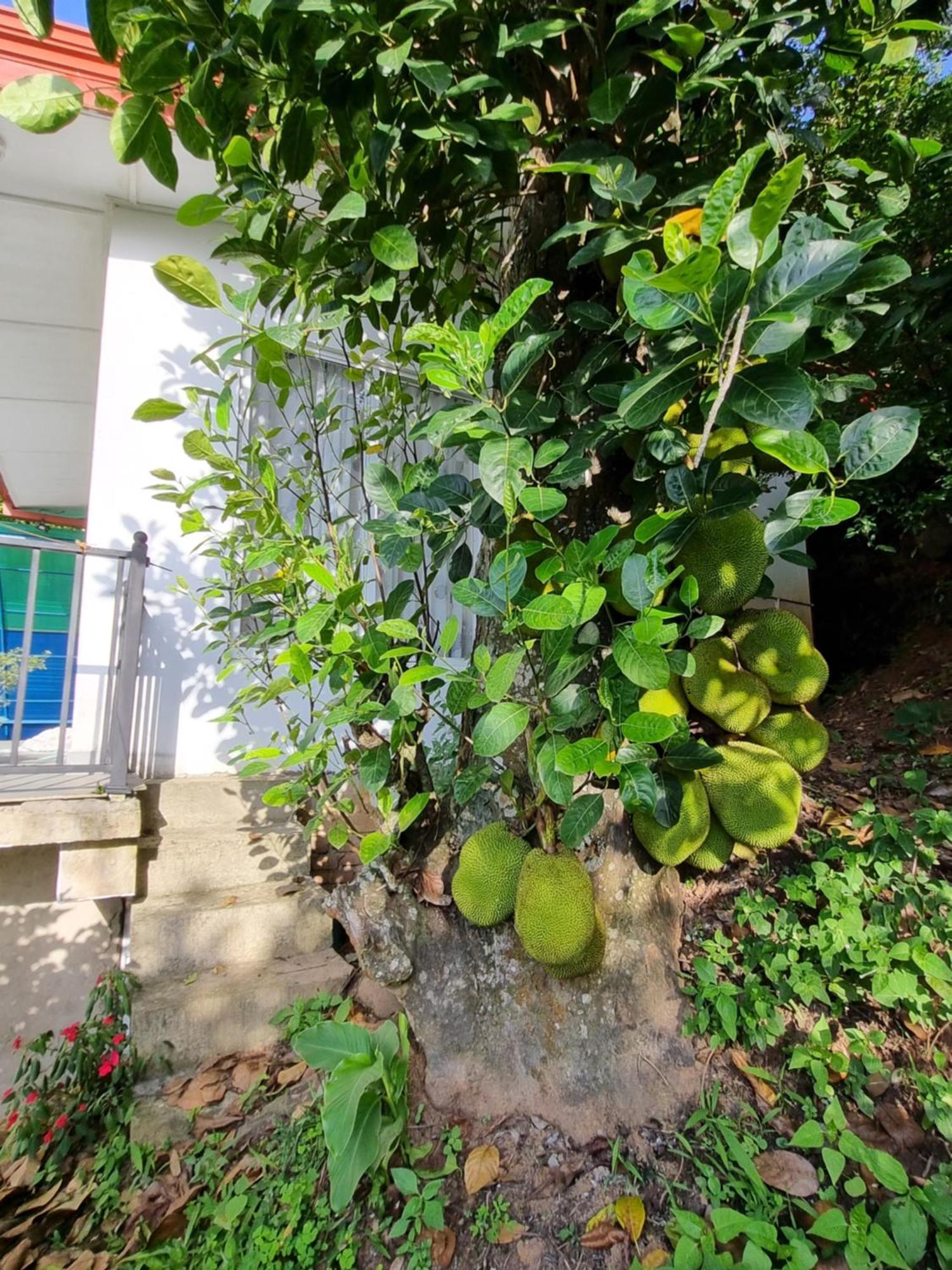 Squirrel'S Nest Ξενοδοχείο Κάντι Εξωτερικό φωτογραφία